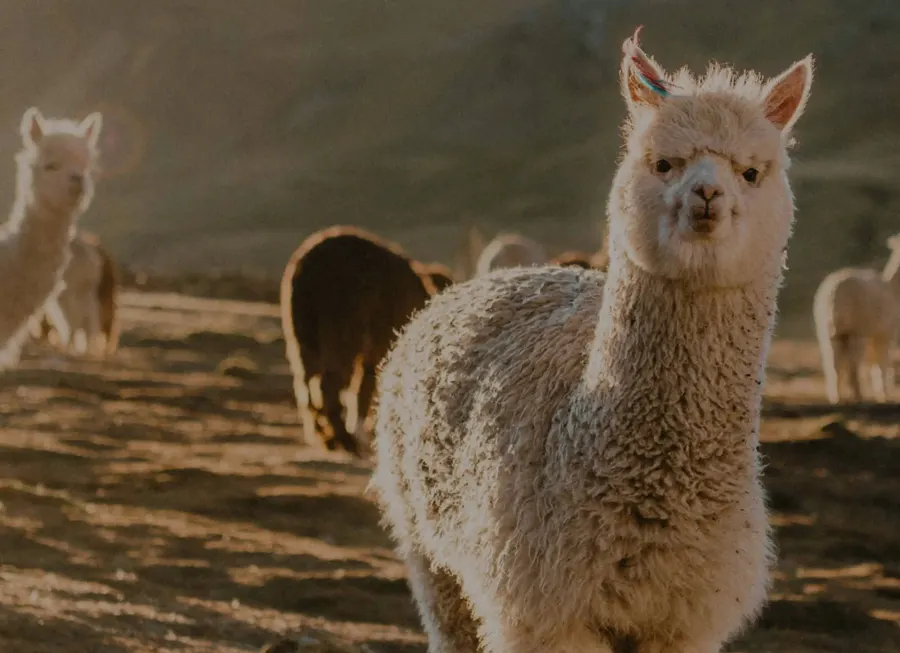 PAKA alpaca sweaters, photo 1 from the PAKA collection